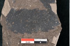 Foto (Detailansicht) von Quercus palaeoilex Ettingshausen (NHMW-GEO-2024-0188-7973)